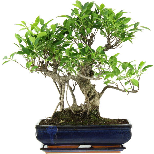 Banyanfeige, Bonsai, 14 Jahre, 53cm