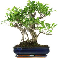 Ficus, Higuera de Banyan, Bonsai, 14 a&ntilde;os, 53cm