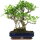 Ficus, Fig tree, Bonsai, 14 years, 53cm