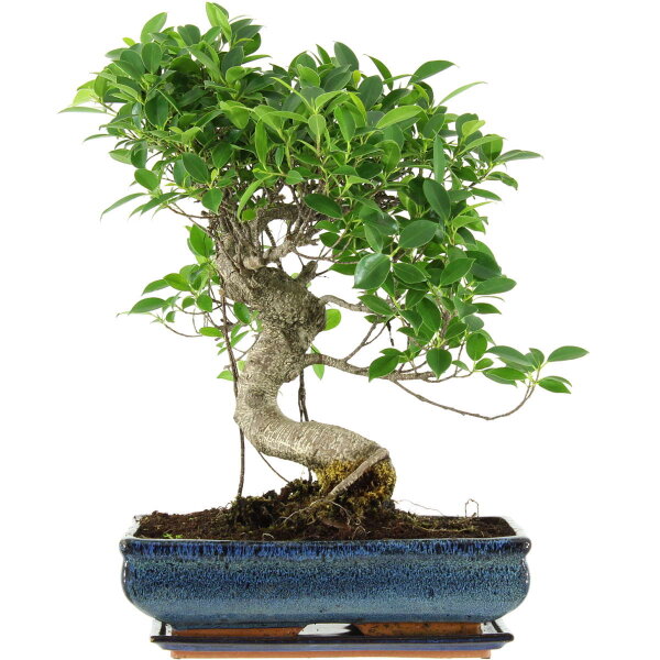 Ficus, Higuera de Banyan, Bonsai, 14 años, 53cm