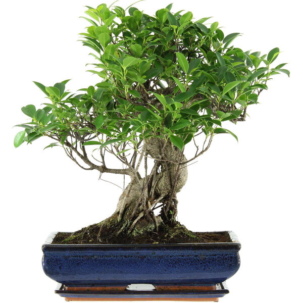 Fico, Ficus, Bonsai, 14 anni, 50cm