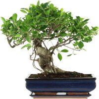 Ficus, Bonsai, 14 letnie, 47cm