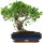 Ficus, Bonsai, 14 ans, 47cm