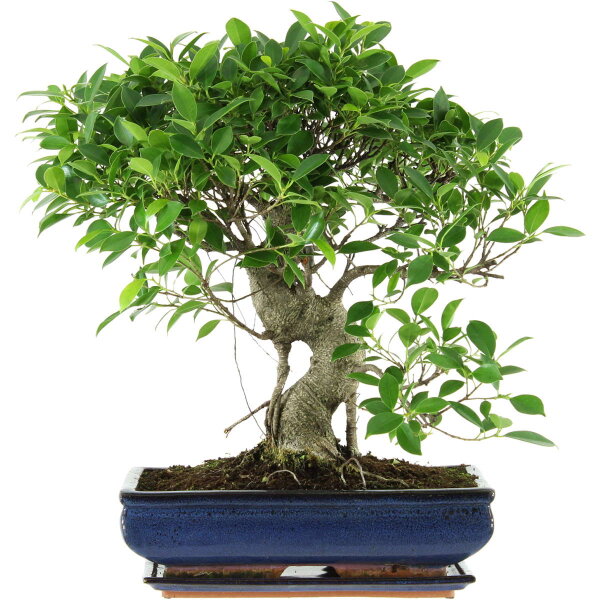 Ficus, Bonsai, 14 ans, 51cm