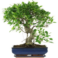 Ficus, Fig tree, Bonsai, 14 years, 51cm