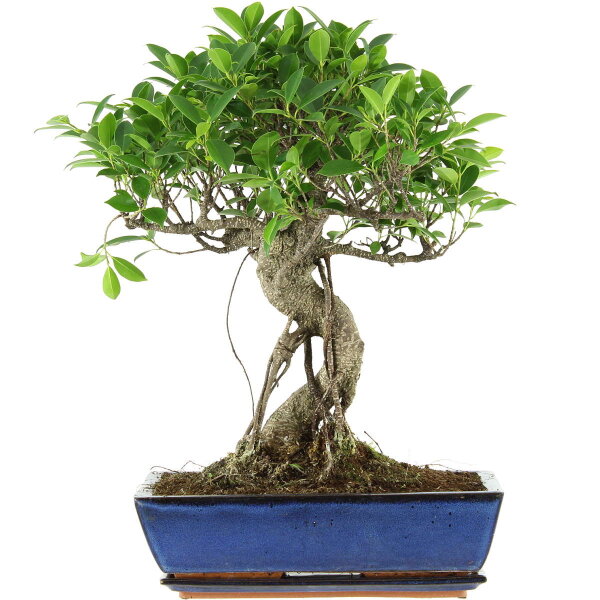 Ficus, Bonsai, 14 letnie, 54cm