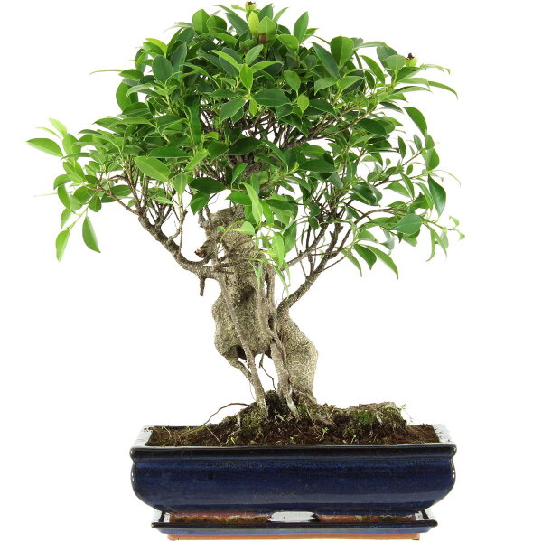 Banyanfeige, Bonsai, 14 Jahre, 56cm