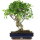 Ficus, Fig tree, Bonsai, 14 years, 56cm