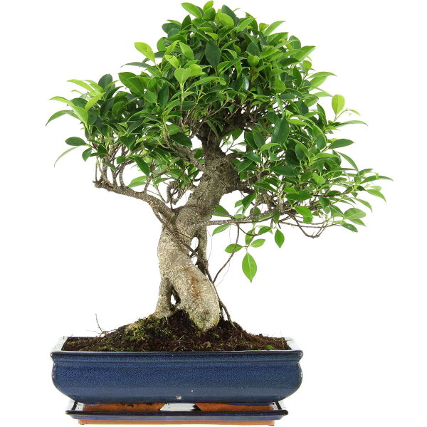 Ficus, Bonsai, 14 ans, 54cm