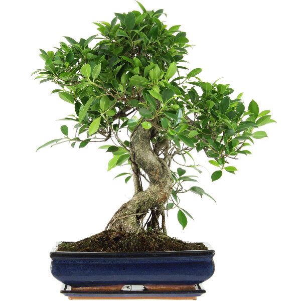 Ficus, Fig tree, Bonsai, 14 years, 58cm