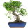 Ficus, Fig tree, Bonsai, 14 years, 52cm