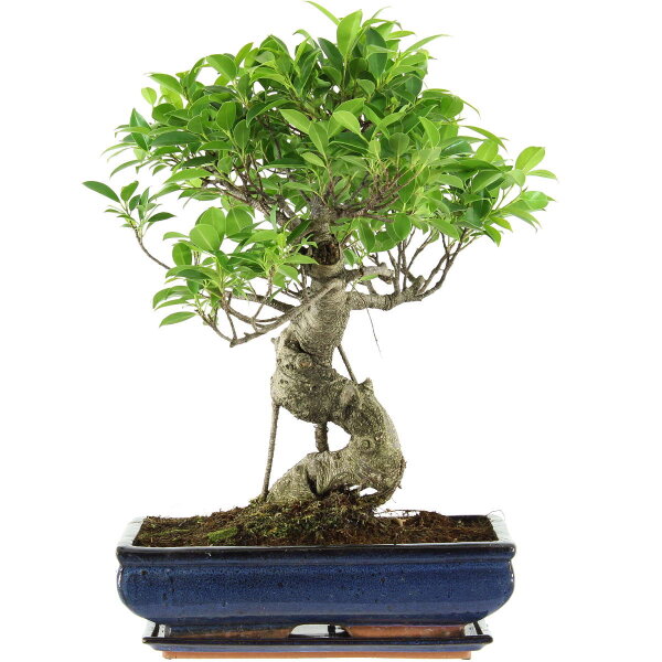 Ficus, Fig tree, Bonsai, 14 years, 54cm