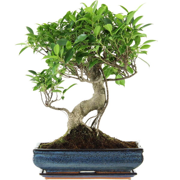 Ficus, Bonsai, 14 ans, 54cm