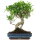 Fico, Ficus, Bonsai, 14 anni, 54cm