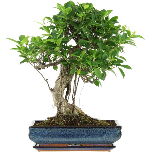 Ficus, Higuera de Banyan, Bonsai, 14 años, 53cm