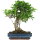 Fico, Ficus, Bonsai, 14 anni, 53cm