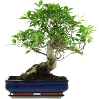 Ficus, Bonsai, 14 letnie, 49cm