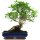 Ficus, Fig tree, Bonsai, 14 years, 49cm