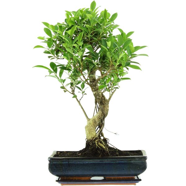 Banyanfeige, Bonsai, 14 Jahre, 65cm