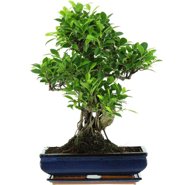 Banyanfeige, Bonsai, 14 Jahre, 56cm