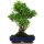 Ficus, Fig tree, Bonsai, 14 years, 56cm