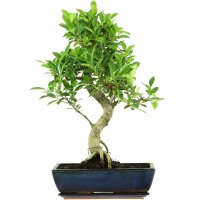 Ficus, Fig tree, Bonsai, 14 years, 66cm