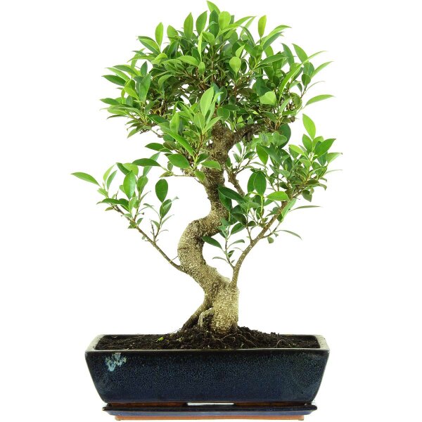 Fico, Ficus, Bonsai, 14 anni, 58cm