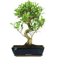 Ficus, Bonsai, 14 ans, 58cm