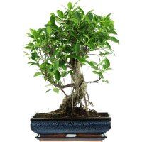 Banyanfeige, Bonsai, 14 Jahre, 57cm