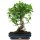 Ficus, Fig tree, Bonsai, 14 years, 57cm