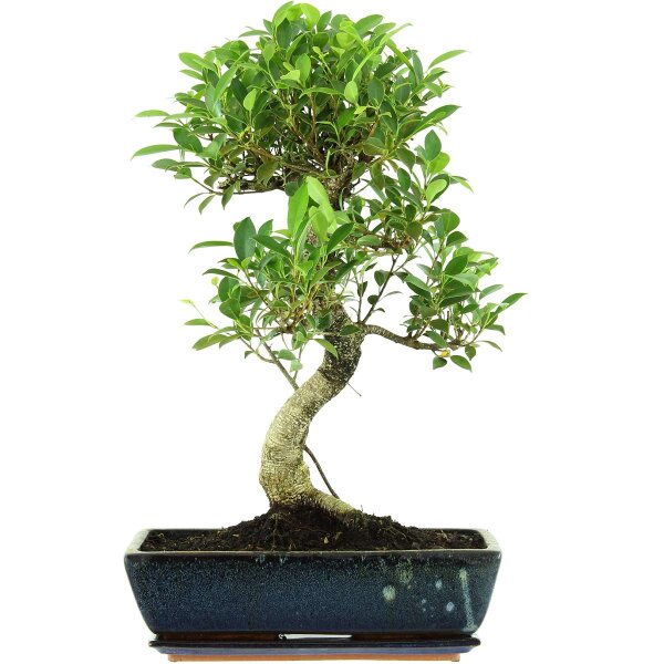 Banyanfeige, Bonsai, 14 Jahre, 58cm