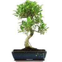 Ficus, Fig tree, Bonsai, 14 years, 58cm