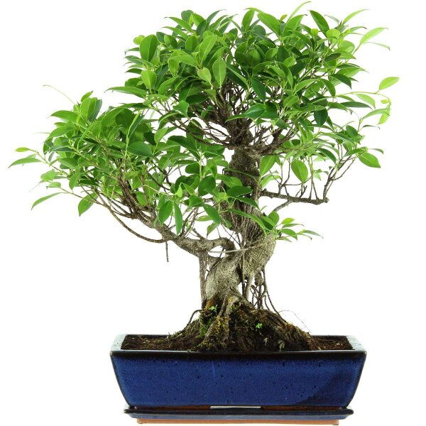 Ficus, Bonsai, 14 ans, 55cm