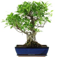 Banyanfeige, Bonsai, 14 Jahre, 55cm