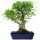 Ficus, Fig tree, Bonsai, 14 years, 55cm