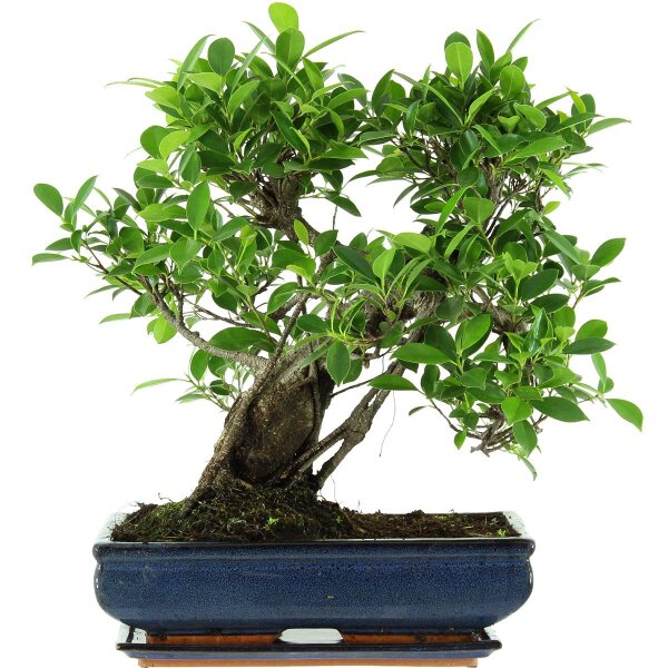 Ficus, Higuera de Banyan, Bonsai, 14 años, 50cm