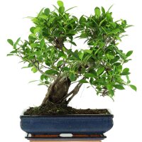 Ficus, Higuera de Banyan, Bonsai, 14 a&ntilde;os, 50cm