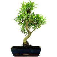 Ficus, Higuera de Banyan, Bonsai, 14 a&ntilde;os, 60cm