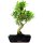 Ficus, Fig tree, Bonsai, 14 years, 60cm