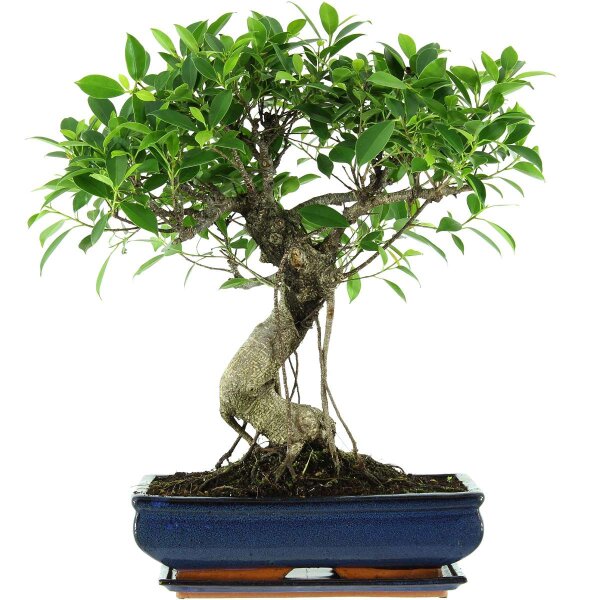 Fico, Ficus, Bonsai, 14 anni, 58cm