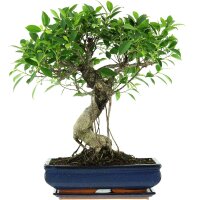 Ficus, Higuera de Banyan, Bonsai, 14 años, 58cm