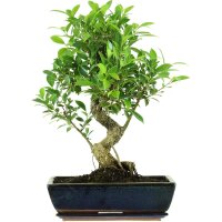 Banyanfeige, Bonsai, 14 Jahre, 59cm