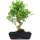 Fico, Ficus, Bonsai, 14 anni, 59cm