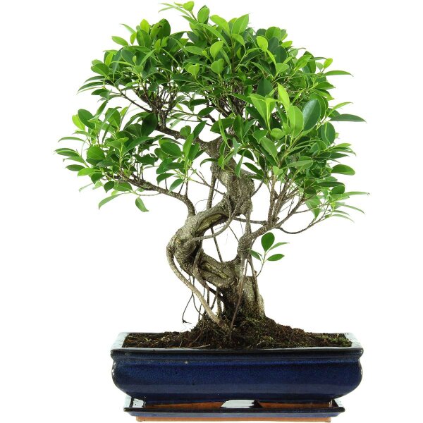 Ficus, Fig tree, Bonsai, 14 years, 57cm