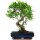 Ficus, Fig tree, Bonsai, 14 years, 57cm