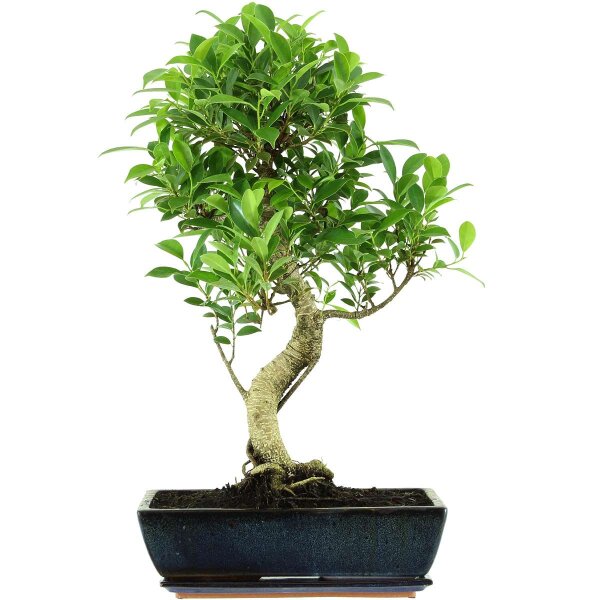 Banyanfeige, Bonsai, 14 Jahre, 62cm