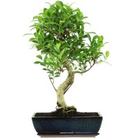 Ficus, Bonsai, 14 ans, 62cm