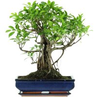 Banyanfeige, Bonsai, 14 Jahre, 54cm