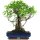 Ficus, Fig tree, Bonsai, 14 years, 54cm