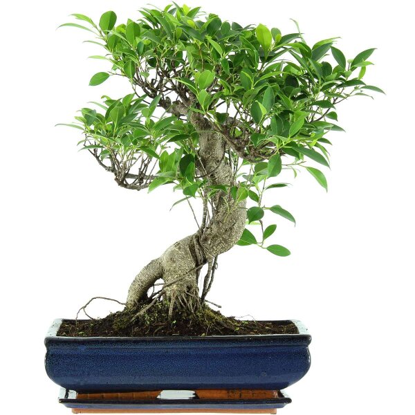 Ficus, Fig tree, Bonsai, 14 years, 51cm